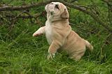 BULLDOG ANGLAIS 204